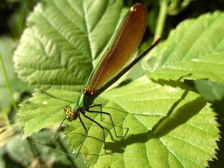 Demoiselle verte et ailes marron